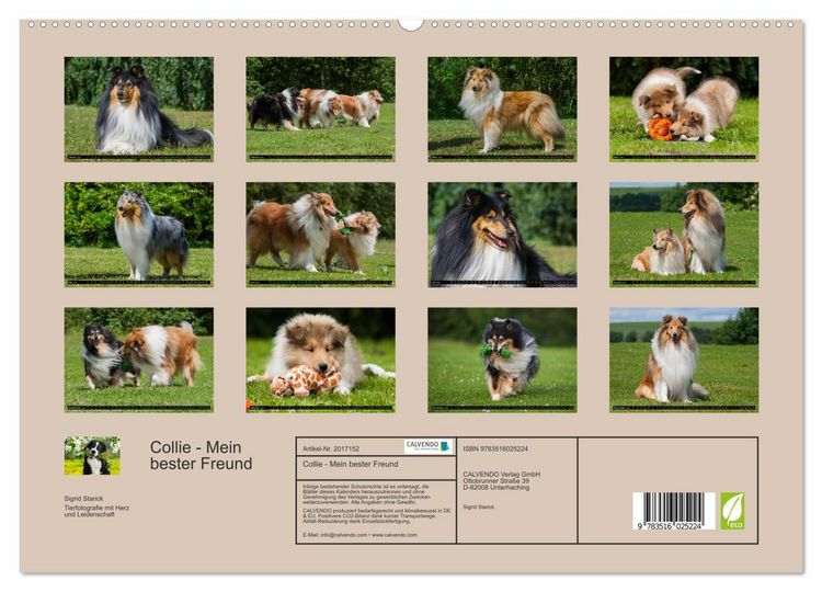 Produktbild: Collie - Mein bester Freund (hochwertiger Premium Wandkalender 2026 DIN A2 quer), Kunstdruck in Hochglanz