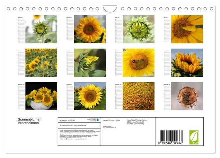 Produktbild: Sonnenblumen Impressionen (Wandkalender 2026 DIN A4 quer), CALVENDO Monatskalender
