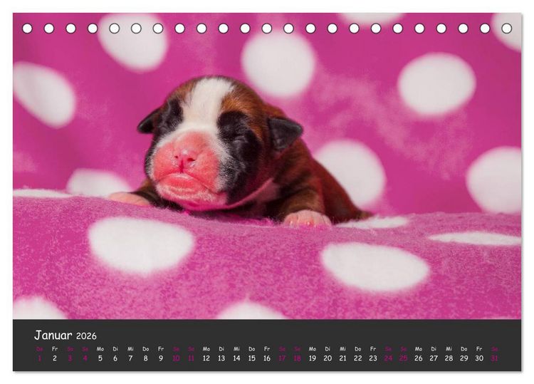 Produktbild: Wenn ich gro&szlig; bin werd' ich Boxer (Tischkalender 2026 DIN A5 quer), CALVENDO Monatskalender