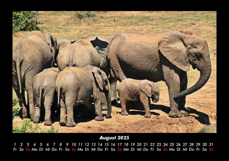 Produktbild: Elefanten 2025 Fotokalender DIN A3