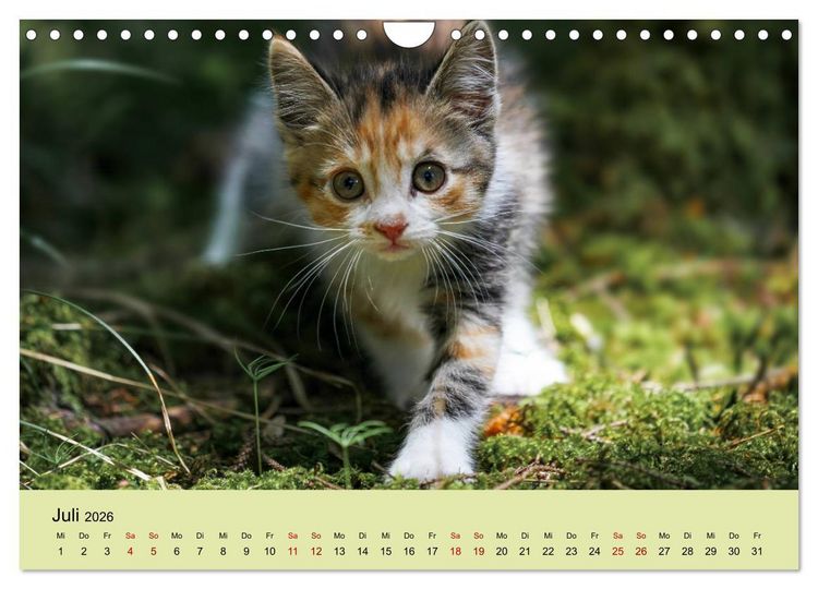 Produktbild: Junge Katzen im Wald (Wandkalender 2026 DIN A4 quer), CALVENDO Monatskalender