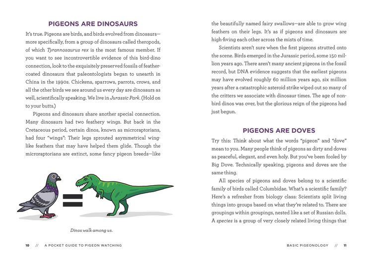 Produktbild: A Pocket Guide to Pigeon Watching