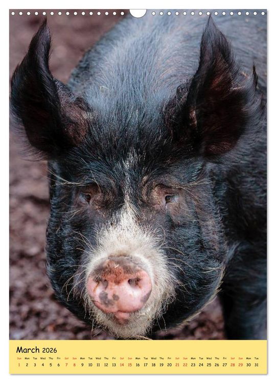 Produktbild: Just Pigs (Wall Calendar 2026 DIN A3 portrait), CALVENDO 12 Month Wall Calendar