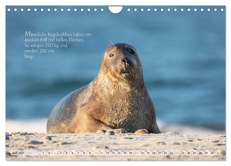 Produktbild: Kegelrobben auf der Insel D&uuml;ne (Wandkalender 2027 DIN A4 quer), CALVENDO Monatskalender