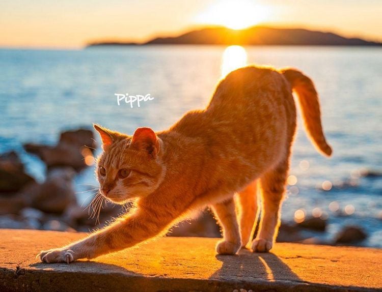 Produktbild: Katzen 2027 Eintragkalender