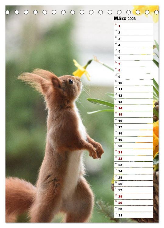 Produktbild: Eichh&ouml;rnchen - kleine Tiere, gro&szlig;e Liebe (Tischkalender 2026 DIN A5 hoch), CALVENDO Monatskalender