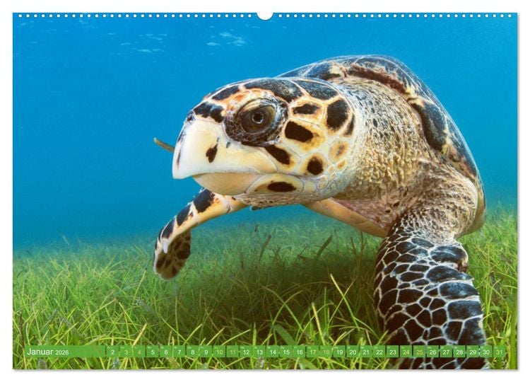 Produktbild: Meeresschildkr&ouml;ten: Aus den blauen Tiefen der Ozeane (hochwertiger Premium Wandkalender 2026 DIN A2 quer), Kunstdruck in Hochglanz