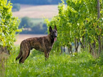 Produktbild: CALVENDO Puzzle Ein Motiv aus dem Kalender Holl&auml;ndischer Sch&auml;ferhund | 1000 Teile Lege-Gr&ouml;&szlig;e 64x48cm Foto-Puzzle f&uuml;r gl&uuml;ckliche Stunden