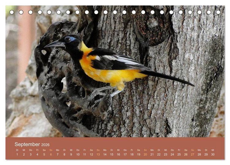 Produktbild: ABC: Aruba - Bonaire - Cura&ccedil;ao (Tischkalender 2026 DIN A5 quer), CALVENDO Monatskalender