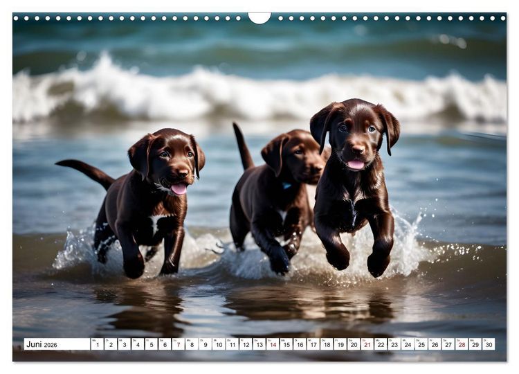 Produktbild: Begeisterte Wasserratten (Wandkalender 2026 DIN A3 quer), CALVENDO Monatskalender