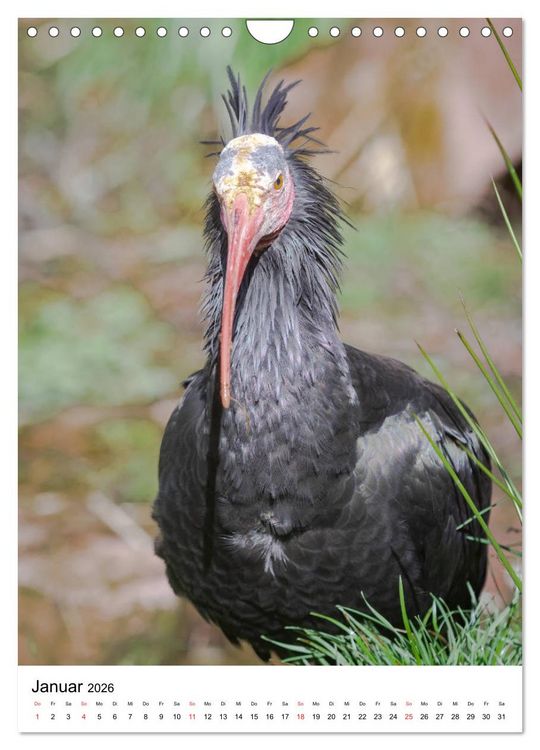 Produktbild: Der Waldrapp - Der etwas andere Vogel (Wandkalender 2026 DIN A4 hoch), CALVENDO Monatskalender