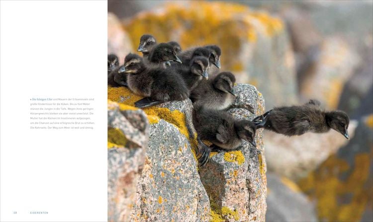 Produktbild: Unsere Meere &ndash; Naturwunder Nord- und Ostsee