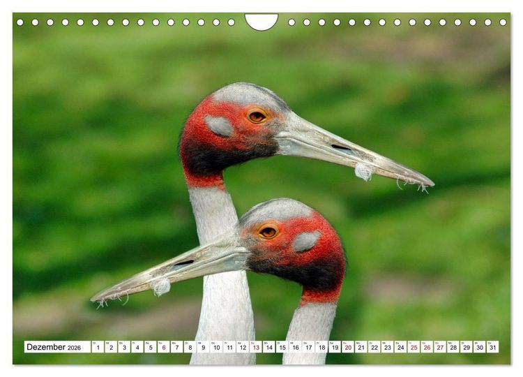 Produktbild: Bunte Vielfalt in der Vogelwelt (Wandkalender 2026 DIN A4 quer), CALVENDO Monatskalender