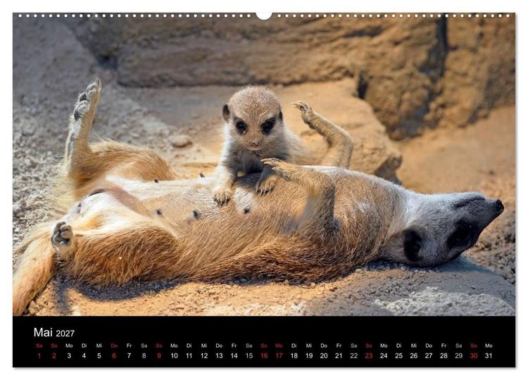 Produktbild: Lustige Erdm&auml;nnchen (hochwertiger Premium Wandkalender 2027 DIN A2 quer), Kunstdruck in Hochglanz