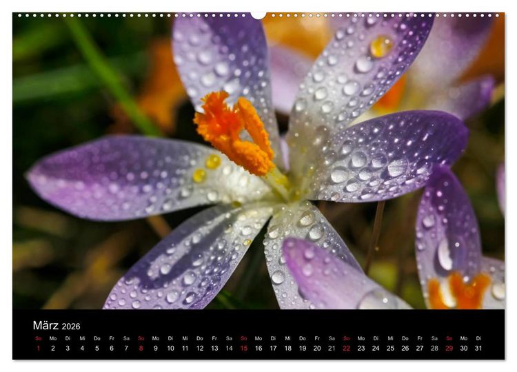Produktbild: Wassertropfen (Wandkalender 2026 DIN A2 quer), CALVENDO Monatskalender