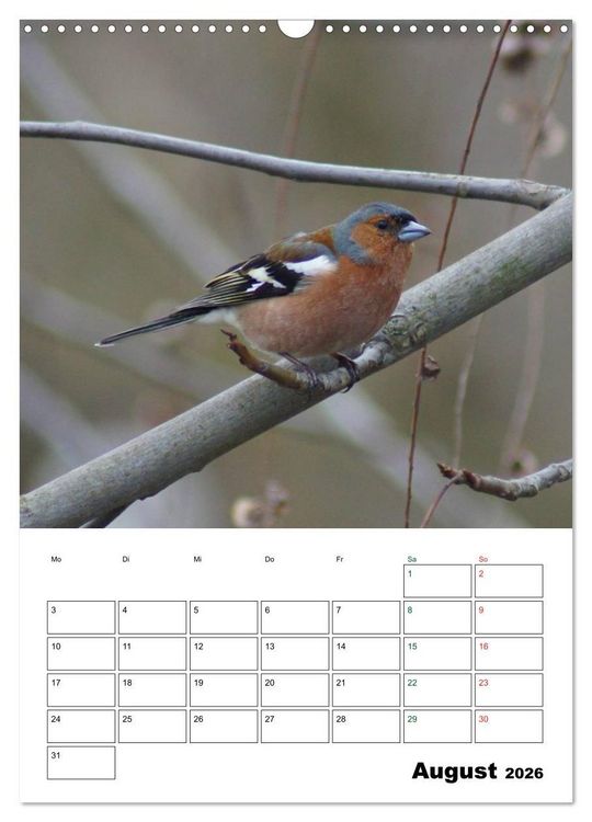 Produktbild: Heimische Singv&ouml;gel (Wandkalender 2026 DIN A3 hoch), CALVENDO Monatskalender