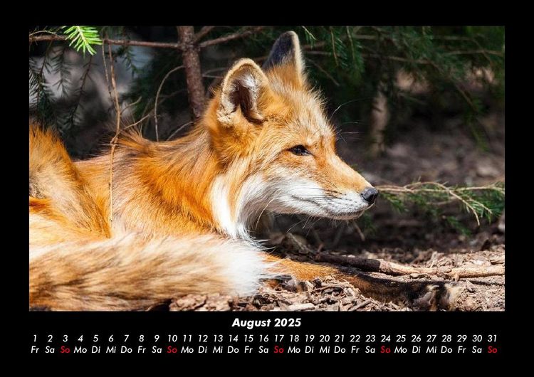 Produktbild: Waldbewohner 2025 Fotokalender DIN A3