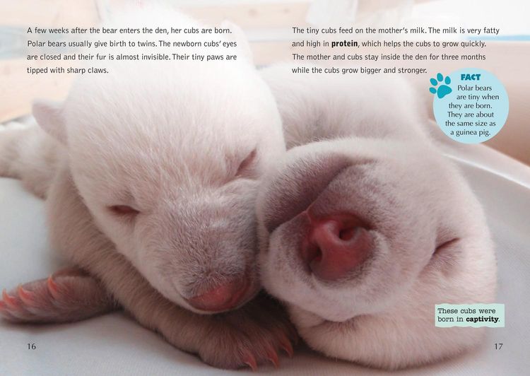 Produktbild: Collins Big Cat - The Life Cycle of a Polar Bear