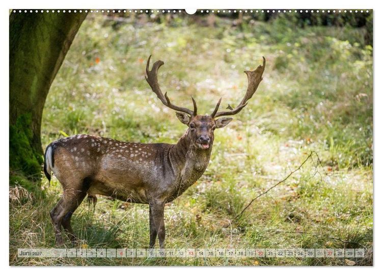 Produktbild: Emotionale Momente: Das Damwild. (hochwertiger Premium Wandkalender 2027 DIN A2 quer), Kunstdruck in Hochglanz