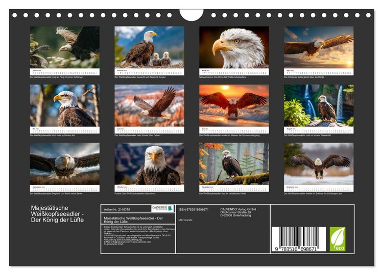 Produktbild: Majest&auml;tische Wei&szlig;kopfseeadler - Der K&ouml;nig der L&uuml;fte (Wandkalender 2026 DIN A4 quer), CALVENDO Monatskalender