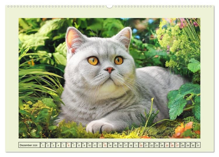 Produktbild: British Shorthair. Sanfte W&uuml;rde und Katzengl&uuml;ck im Gr&uuml;nen (hochwertiger Premium Wandkalender 2026 DIN A2 quer), Kunstdruck in Hochglanz