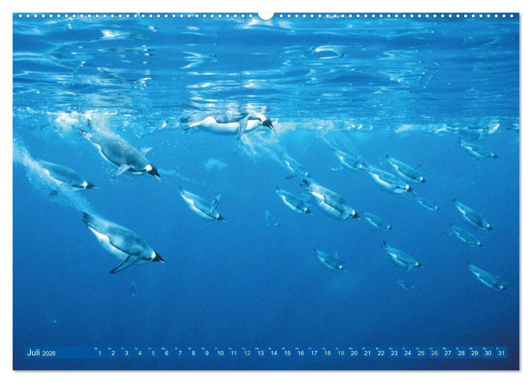 Produktbild: Tauchen: Wunderbares tiefblaues Meer (Wandkalender 2026 DIN A2 quer), CALVENDO Monatskalender