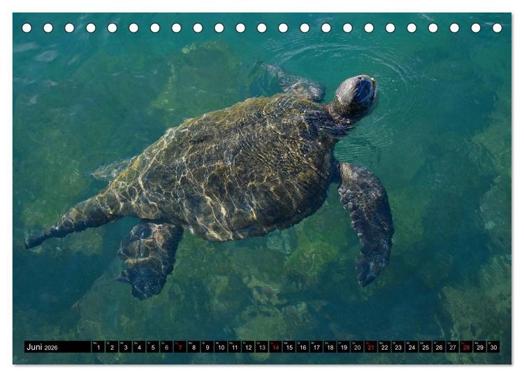 Produktbild: Galapagos Archipel- Faszination Tierwelt (Tischkalender 2026 DIN A5 quer), CALVENDO Monatskalender