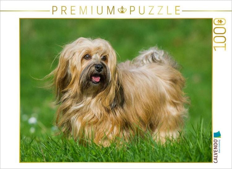 Produktbild: CALVENDO Puzzle Havaneser - ein Herz auf 4 Pfoten | 1000 Teile Lege-Gr&ouml;&szlig;e 64x48cm Foto-Puzzle f&uuml;r gl&uuml;ckliche Stunden