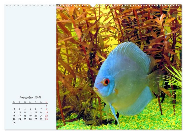 Produktbild: Diskusfische. Die bezaubernden Lieblinge vieler Aquarianer (Wandkalender 2026 DIN A2 quer), CALVENDO Monatskalender