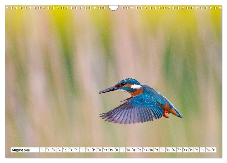 Produktbild: Faszination Eisvogel (Wandkalender 2026 DIN A3 quer), CALVENDO Monatskalender