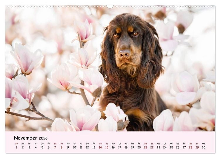 Produktbild: Elvis ein Engl. Cocker Spaniel wird Gro&szlig; (Wandkalender 2026 DIN A2 quer), CALVENDO Monatskalender