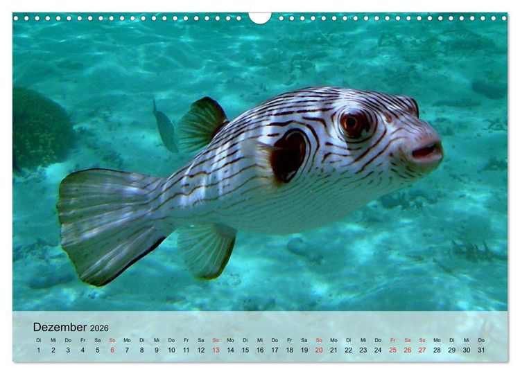 Produktbild: In der Meerestiefe. Fische und Korallen im ewigen Blau (Wandkalender 2026 DIN A3 quer), CALVENDO Monatskalender