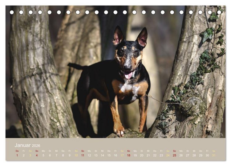 Produktbild: Bullterrier, liebenswerte Sturk&ouml;pfe (Tischkalender 2026 DIN A5 quer), CALVENDO Monatskalender