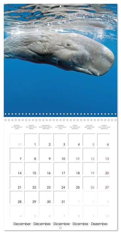 Produktbild: Diving in the deep blue sea (Wall Calendar 2026 12 &times; 12 Inch) CALVENDO 12 Month Wall Calendar
