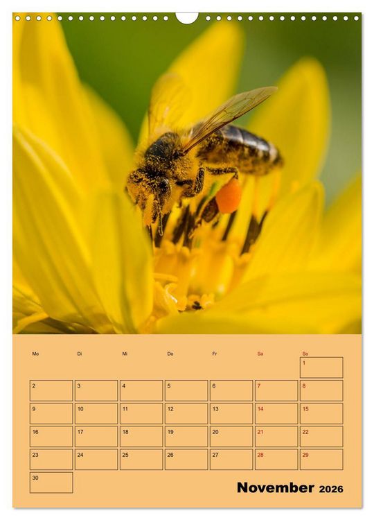 Produktbild: Die Biene und die Farbe gelb (Wandkalender 2026 DIN A3 hoch), CALVENDO Monatskalender