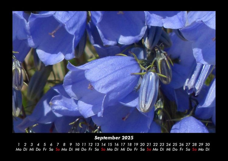 Produktbild: Pflanzen und Bl&uuml;ten 2025 Fotokalender DIN A3