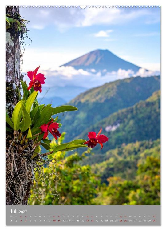 Produktbild: K&ouml;nigin Cattleya (hochwertiger Premium Wandkalender 2027 DIN A2 hoch), Kunstdruck in Hochglanz