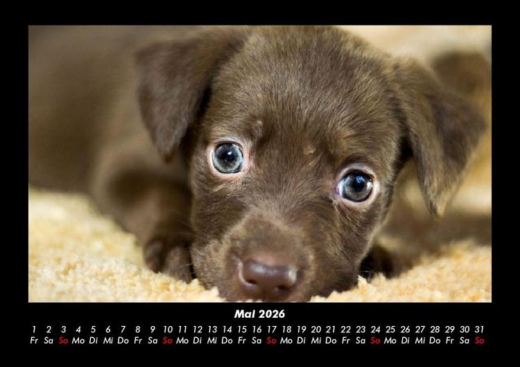 Produktbild: Welpen 2026 Fotokalender DIN A3