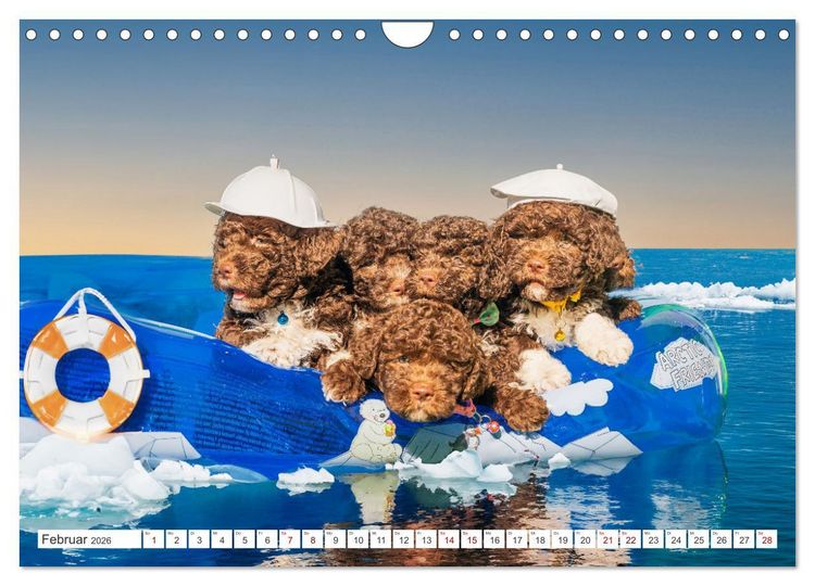 Produktbild: Lagotto Romagnolo Welpen - Sieben kleine Weltentdecker auf gro&szlig;er Fahrt (Wandkalender 2026 DIN A4 quer), CALVENDO Monatskalender