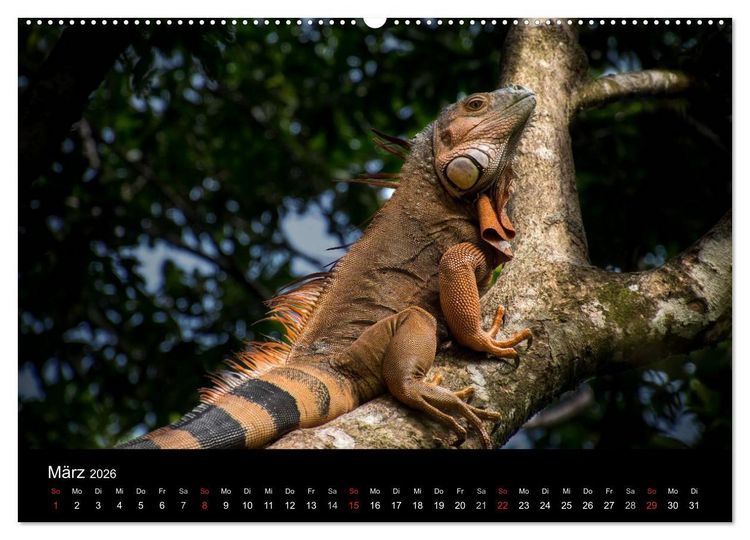 Produktbild: Costa Rica. Faszinierende Tierwelt (hochwertiger Premium Wandkalender 2026 DIN A2 quer), Kunstdruck in Hochglanz