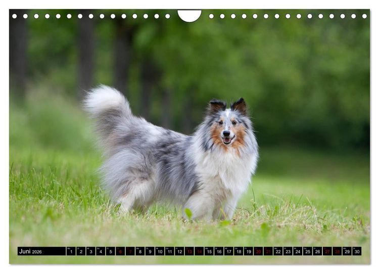 Produktbild: Shetland Sheepdogs - Kleine Charmeure (Wandkalender 2026 DIN A4 quer), CALVENDO Monatskalender
