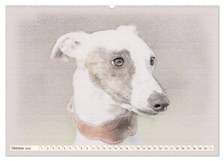 Produktbild: Whippet 2026 (Wandkalender 2026 DIN A2 quer), CALVENDO Monatskalender
