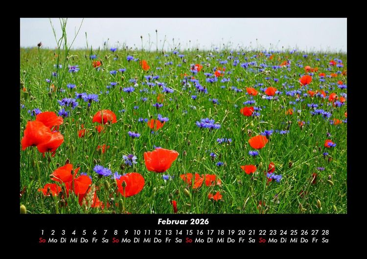 Produktbild: Blumentr&auml;ume 2026 Fotokalender DIN A3