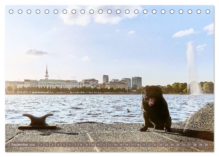 Produktbild: Hamburg - Stadt der M&ouml;pse (Tischkalender 2026 DIN A5 quer), CALVENDO Monatskalender