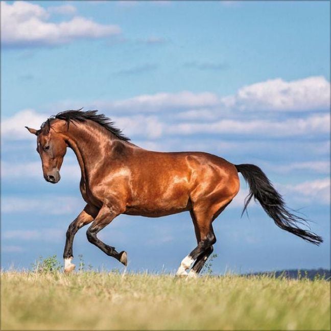 Produktbild: Horses 2027