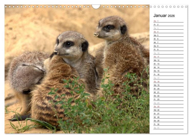 Produktbild: Erdm&auml;nnchen - Die Kobolde im Tierreich (Wandkalender 2026 DIN A3 quer), CALVENDO Monatskalender