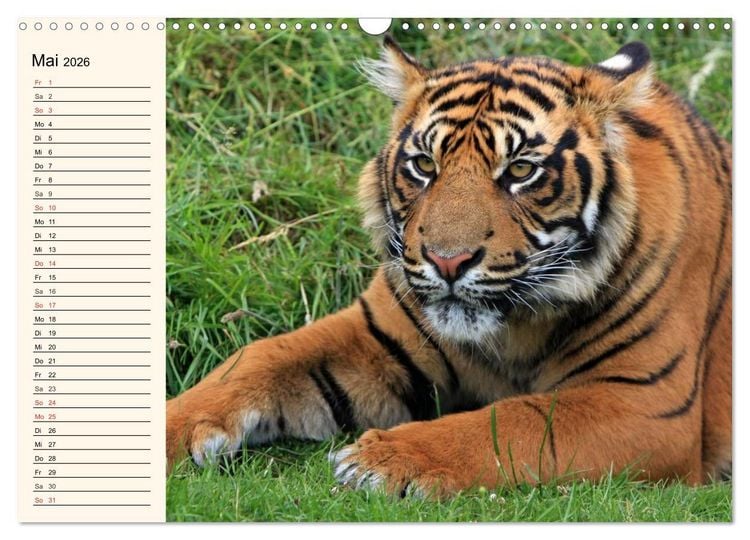 Produktbild: Tiger. Gestreift, wild und sch&ouml;n (Wandkalender 2026 DIN A3 quer), CALVENDO Monatskalender