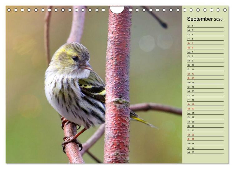 Produktbild: Erlenzeisige (Wandkalender 2026 DIN A4 quer), CALVENDO Monatskalender