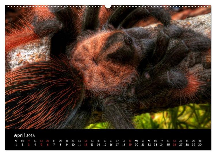Produktbild: Mystische Vogelspinnen (Wandkalender 2026 DIN A2 quer), CALVENDO Monatskalender