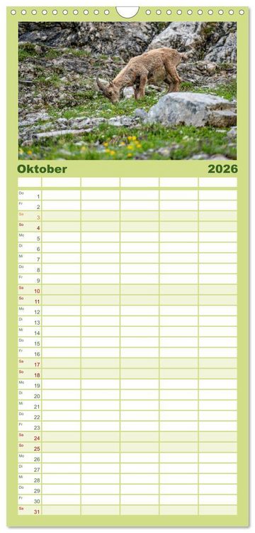 Produktbild: Familienplaner 2026 - Steinb&ouml;cke - Majest&auml;tische Tiere der Alpen mit 5 Spalten (Wandkalender, 21 x 45 cm) CALVENDO